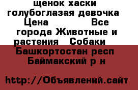 щенок хаски  голубоглазая девочка › Цена ­ 12 000 - Все города Животные и растения » Собаки   . Башкортостан респ.,Баймакский р-н